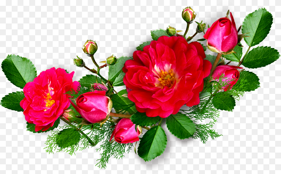 Deep Pink Rose Transparent Rose Pink Corner, Flower, Flower Arrangement, Flower Bouquet, Plant Free Png