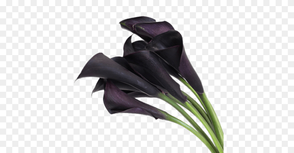 Deep Purple Calla Lilies, Flower, Plant Free Png