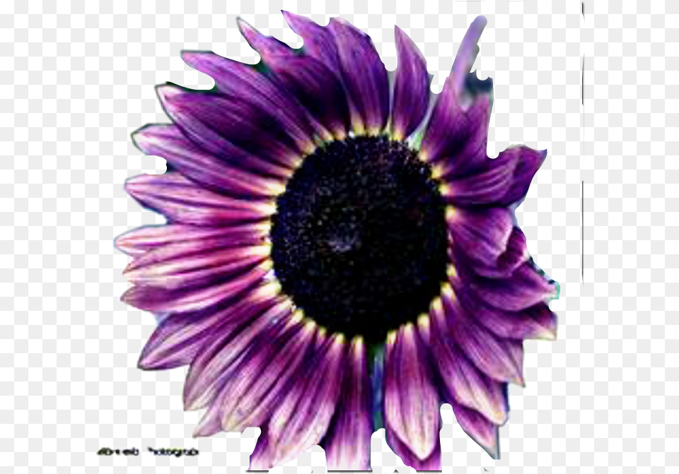 Deep Purple Flower Sunflower Freetoedit Purple Sunflower, Dahlia, Daisy, Petal, Plant Free Png