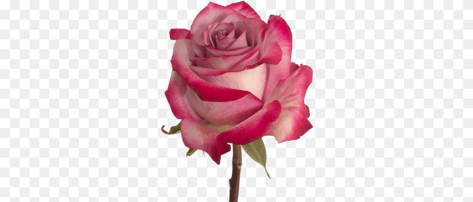 Deep Purple Rose Flower Guy Purple Rose, Plant Free Png