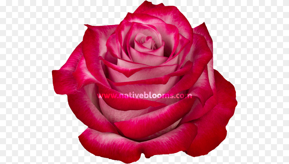 Deep Purple Roses Floribunda, Flower, Petal, Plant, Rose Free Png Download
