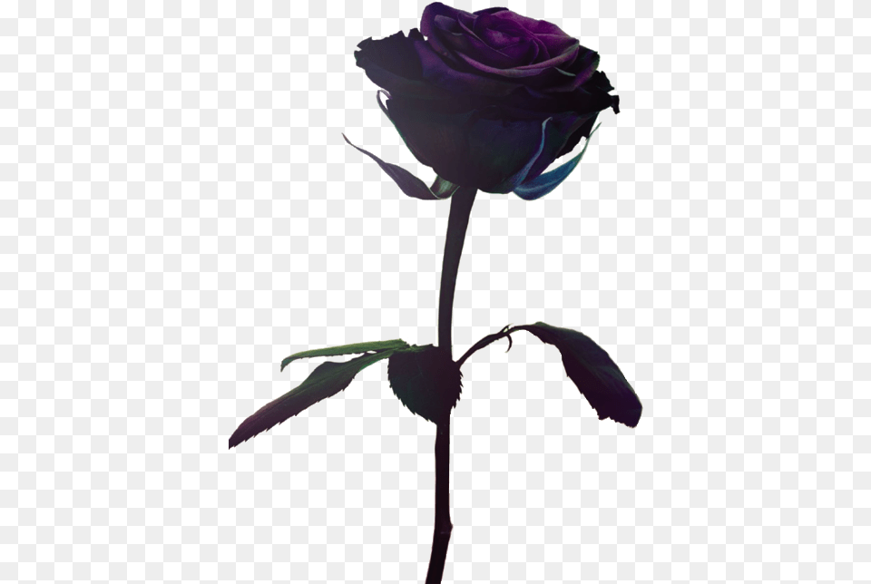 Deep Purple Single Roses, Flower, Plant, Rose, Petal Png Image