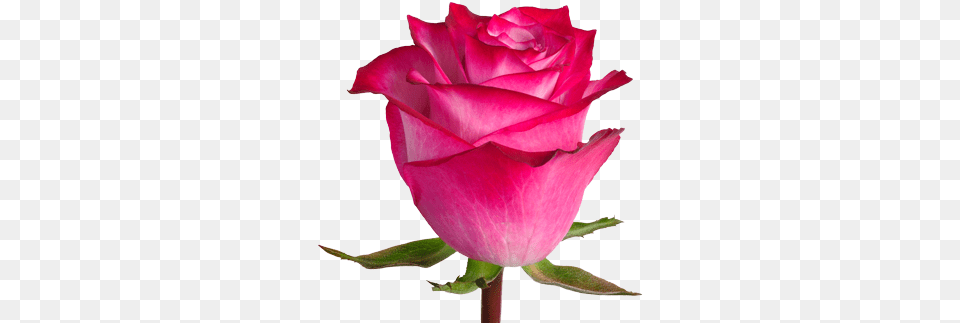 Deep Purple Standard Roses Floribunda, Flower, Plant, Rose, Petal Free Png Download