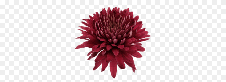 Deep Red Chrysanthemum, Dahlia, Flower, Plant, Maroon Png