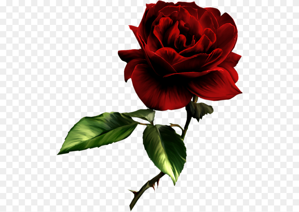 Deep Red Rose, Flower, Plant Png Image