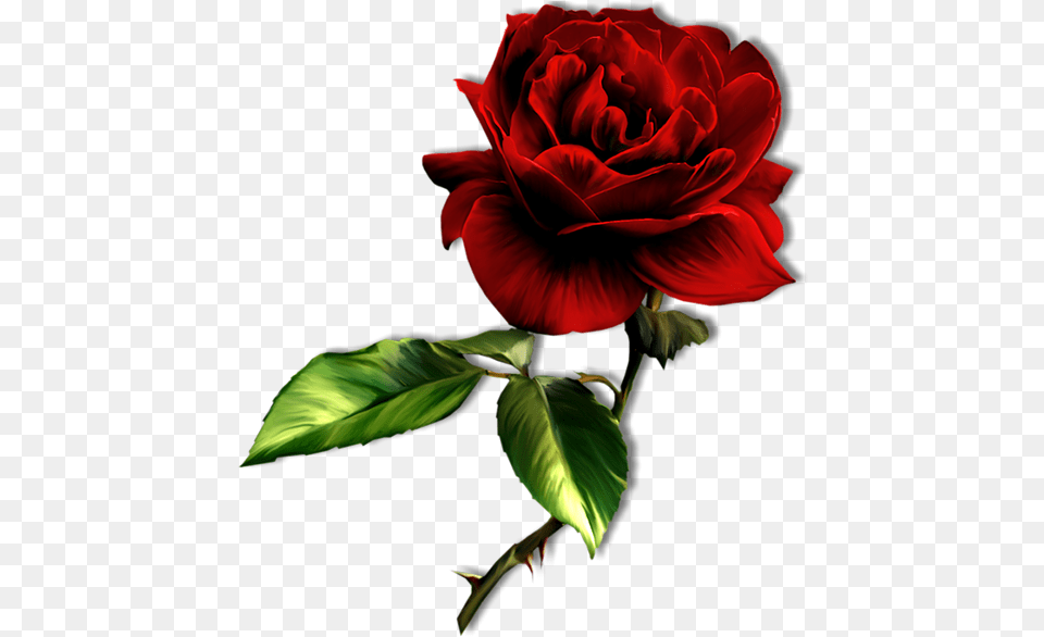 Deep Red Rose, Flower, Plant Free Png