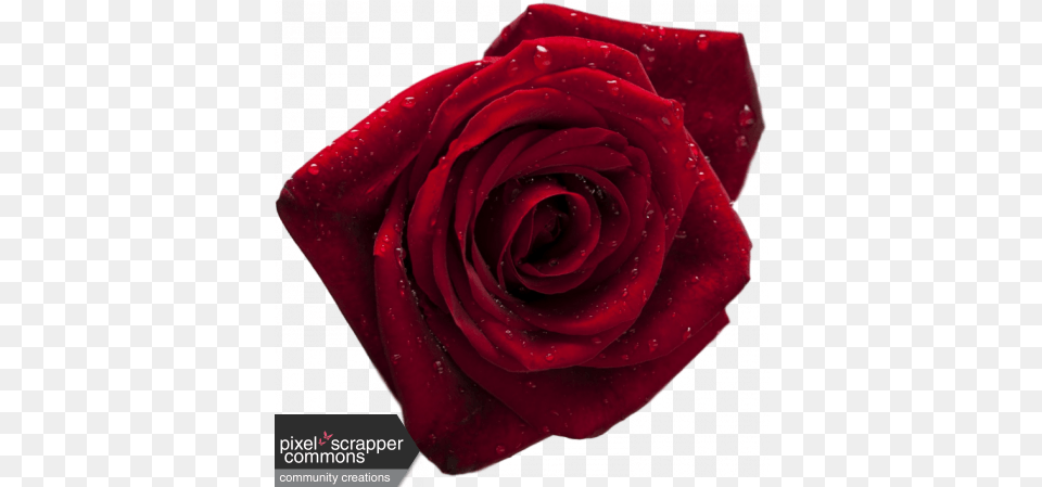Deep Red Rose Deutsch Thailndisch Bibel Nr2 Lutherbibel, Flower, Plant Free Transparent Png