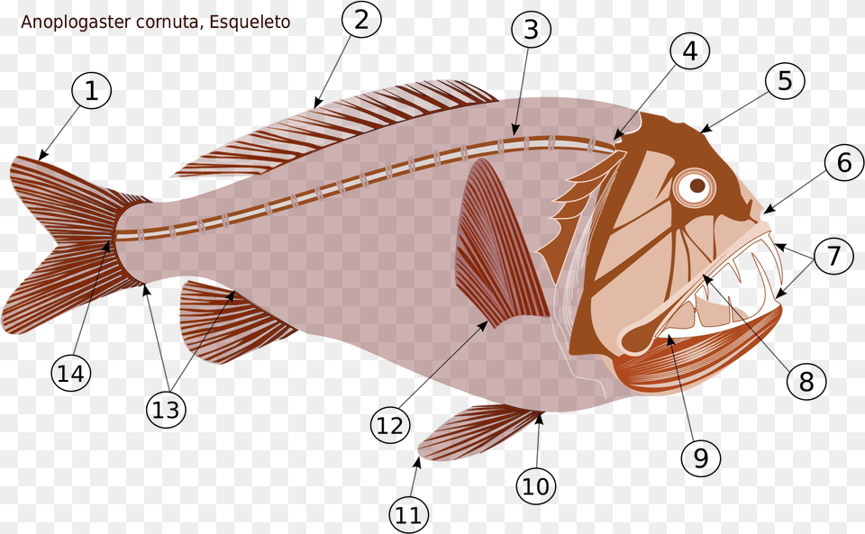 Deep Sea Anglerfish Diagram, Aquatic, Water, Animal, Fish Free Png Download