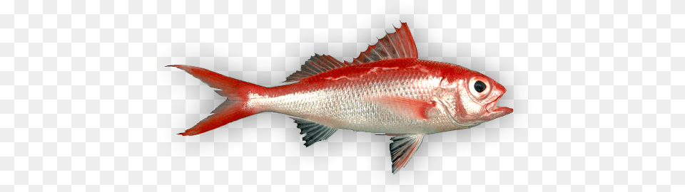 Deep Sea Fishes Red Snapper, Animal, Fish, Sea Life, Food Free Transparent Png