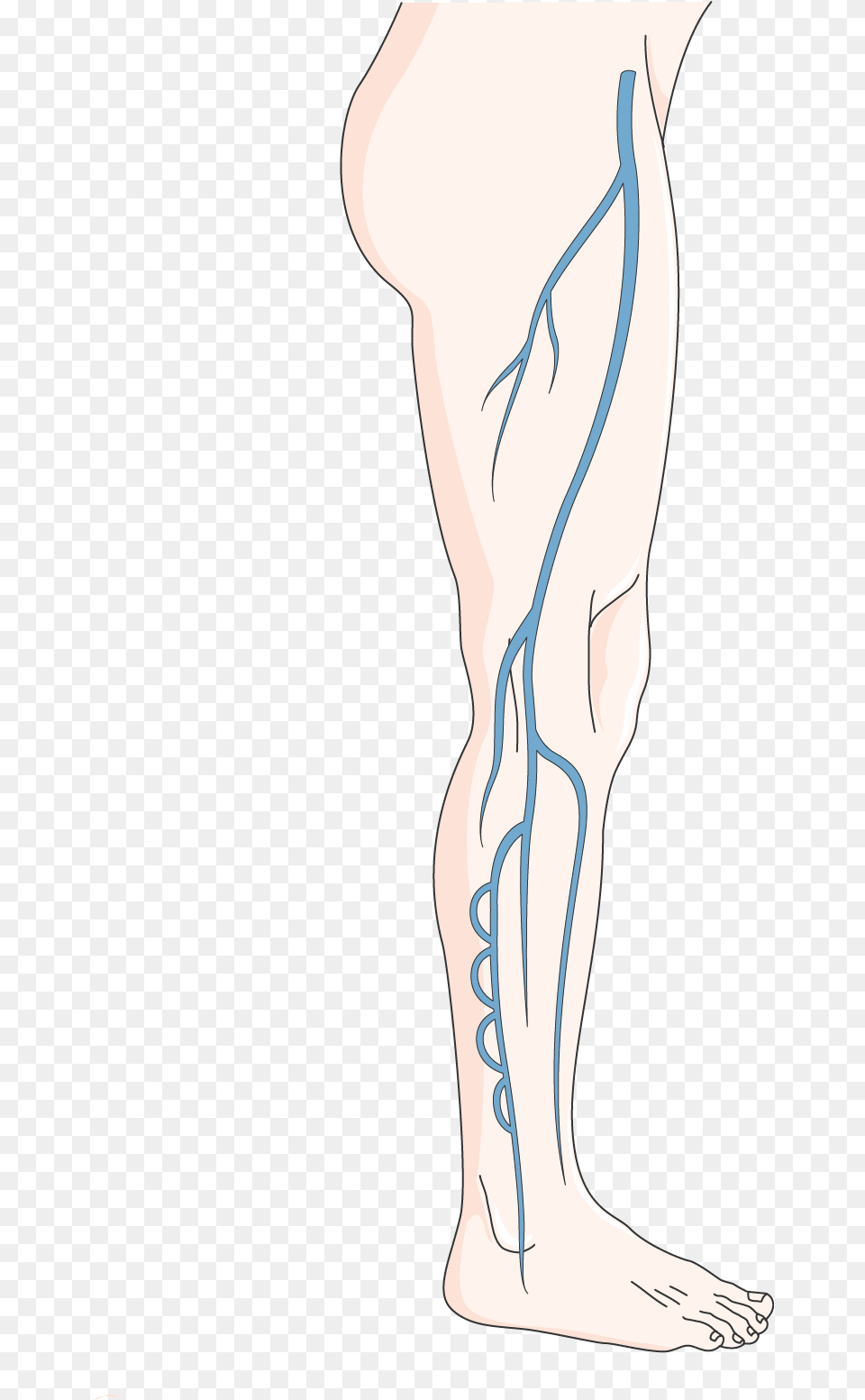 Deep Venous System Illustration, Person, Skin, Tattoo, Adult Free Png Download