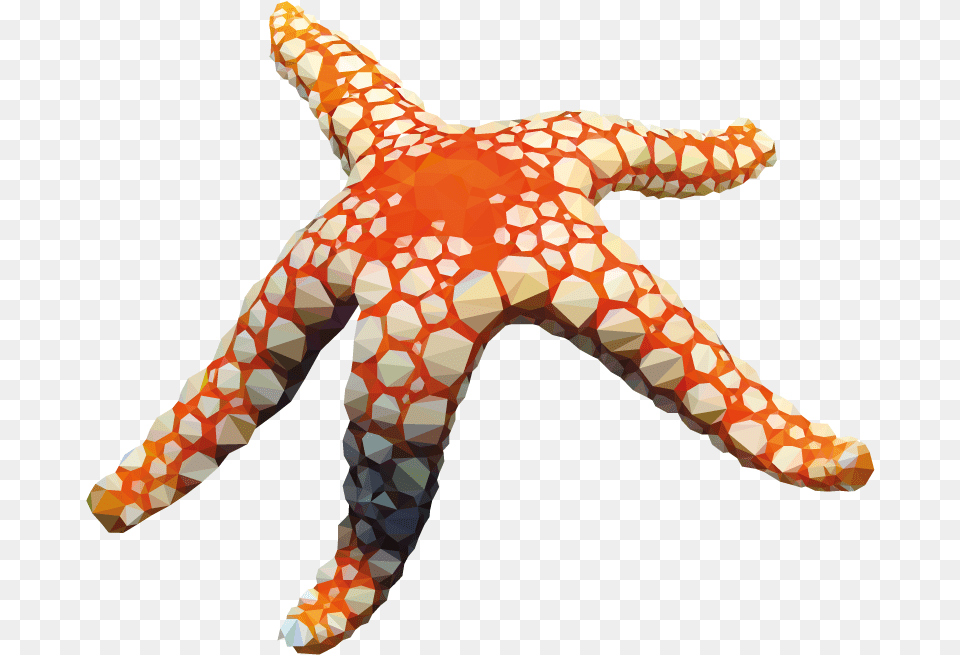 Deep4 Starfish, Animal, Sea Life, Invertebrate, Giraffe Free Png