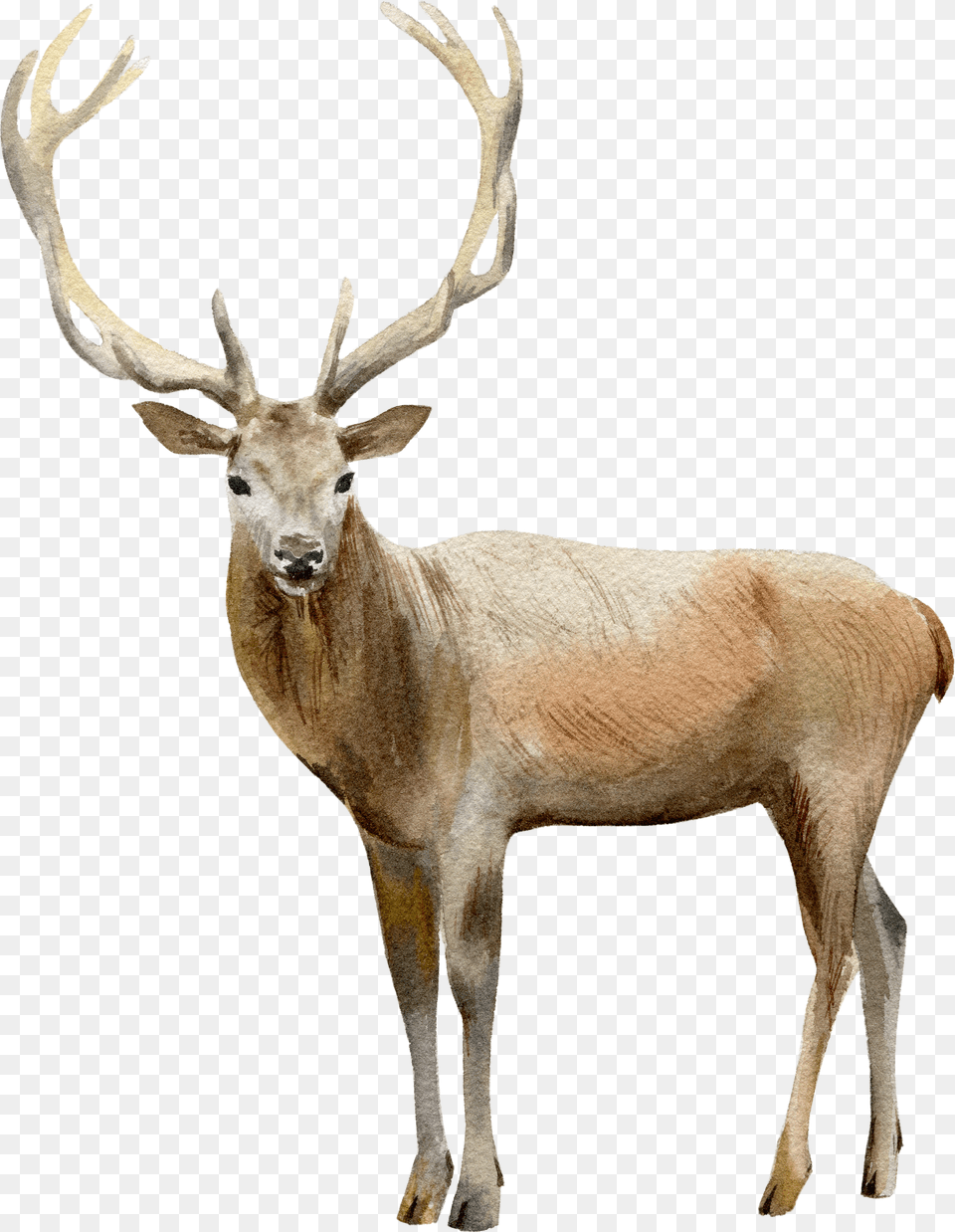 Deer Png