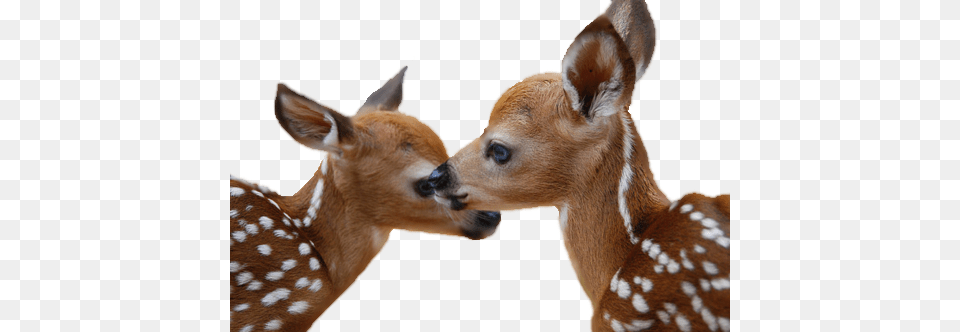 Deer, Animal, Mammal, Wildlife, Antelope Free Transparent Png