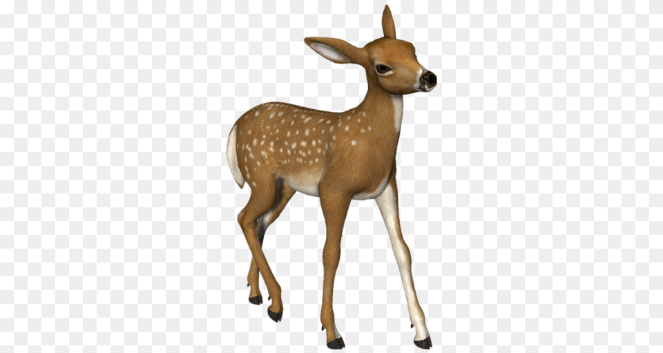 Deer, Animal, Mammal, Wildlife, Antelope Free Png Download