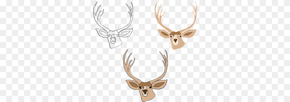 Deer Wildlife, Animal, Antler, Mammal Free Png Download