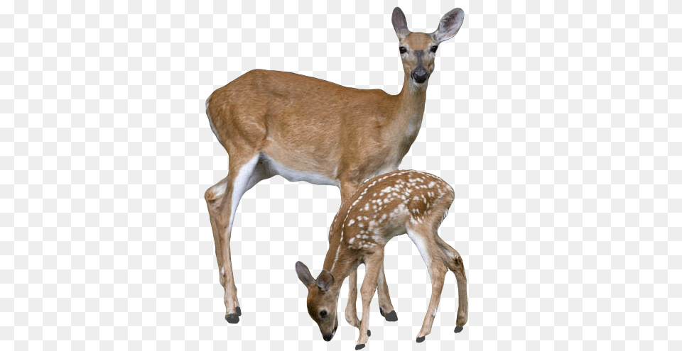 Deer, Animal, Mammal, Wildlife, Antelope Png