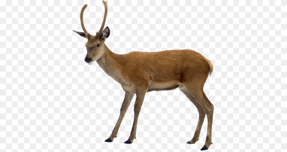 Deer, Animal, Antelope, Mammal, Wildlife Png