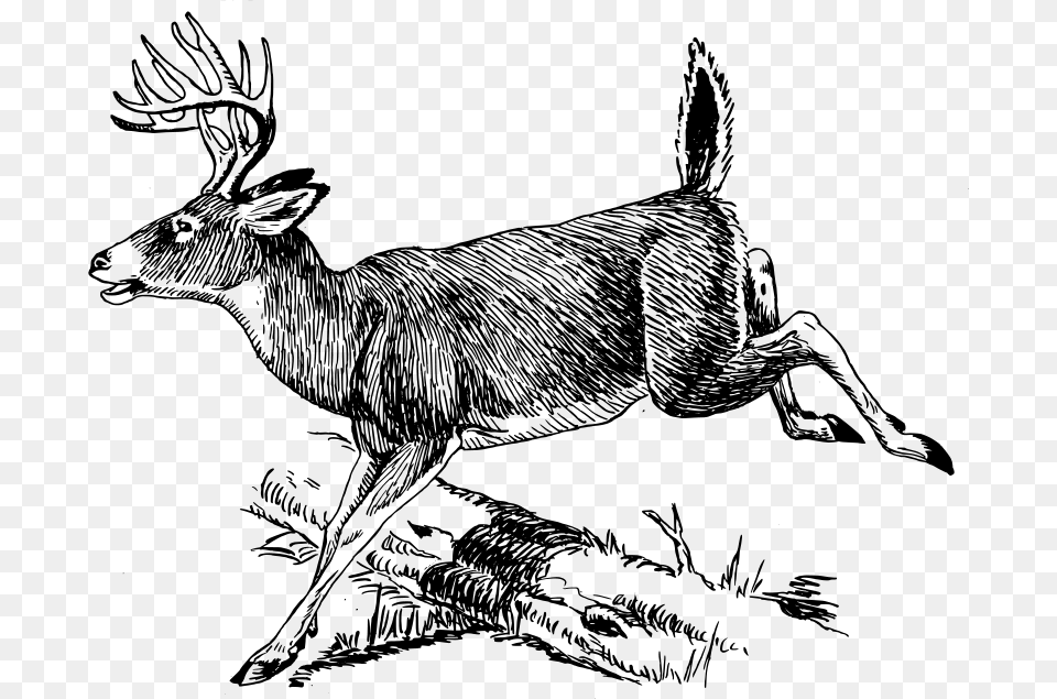 Deer, Gray Png Image