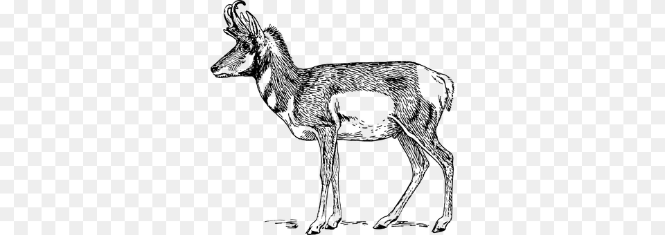 Deer Gray Free Png