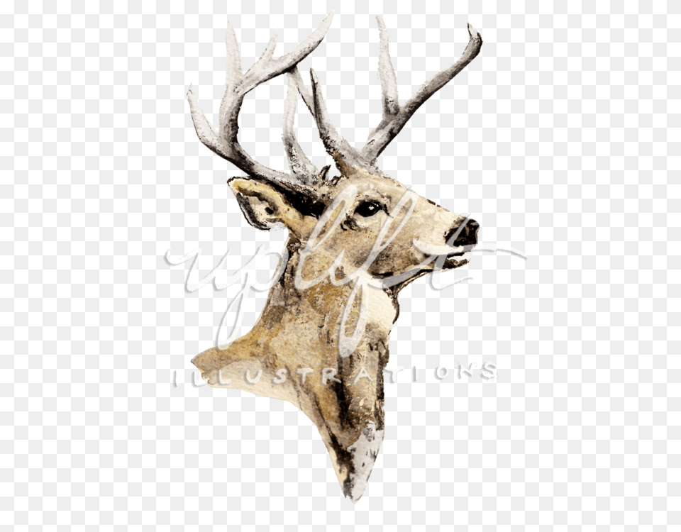 Deer, Animal, Antler, Mammal, Wildlife Free Png Download
