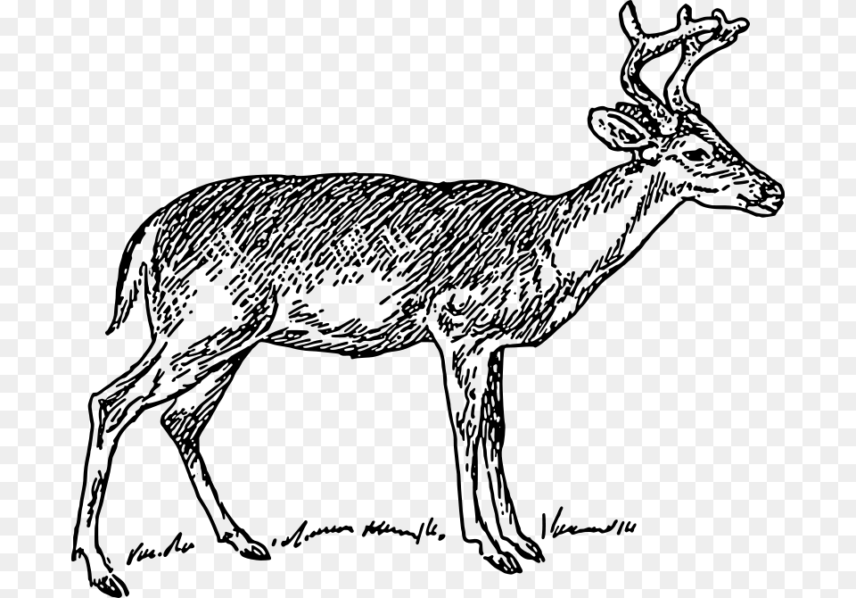 Deer, Gray Png