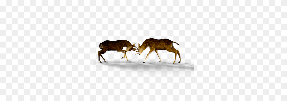 Deer Animal, Mammal, Wildlife, Kangaroo Png