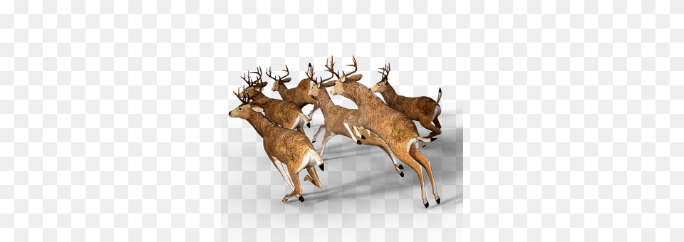 Deer Animal, Mammal, Wildlife, Antler Png Image