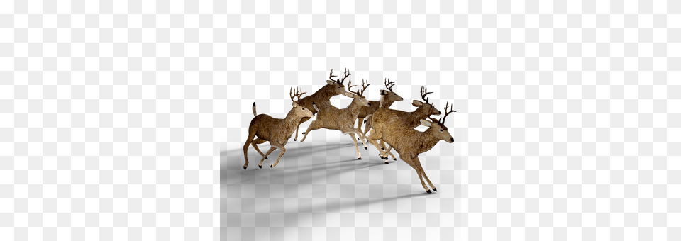 Deer Animal, Mammal, Wildlife, Livestock Png