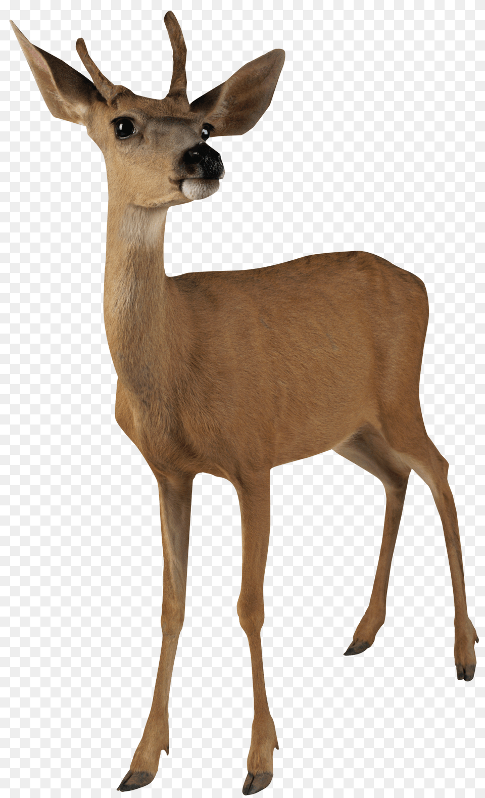 Deer, Animal, Mammal, Wildlife, Kangaroo Free Transparent Png