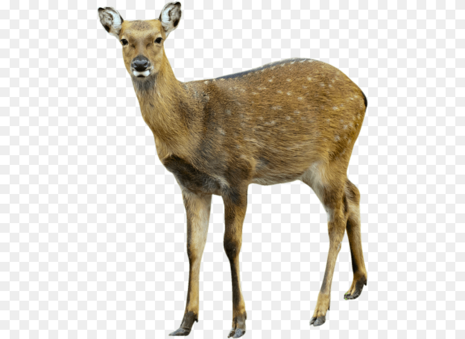 Deer, Animal, Mammal, Wildlife, Antelope Free Png