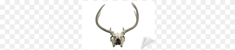 Deer, Antler, Animal, Kangaroo, Mammal Free Png Download