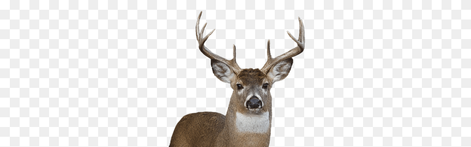 Deer, Animal, Antelope, Mammal, Wildlife Free Png
