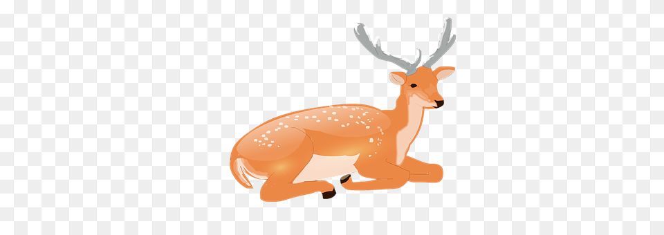 Deer Animal, Mammal, Wildlife, Antelope Png