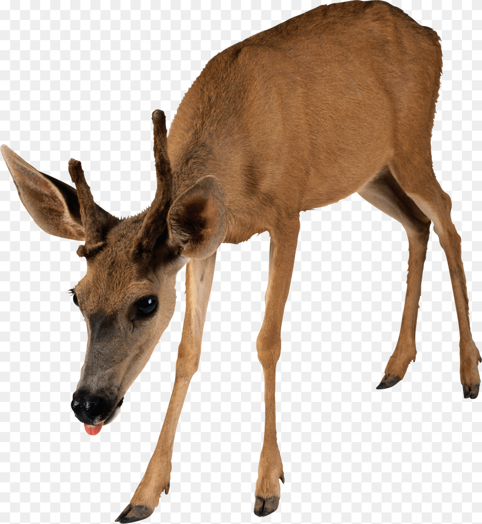 Deer, Animal, Mammal, Wildlife, Antelope Png