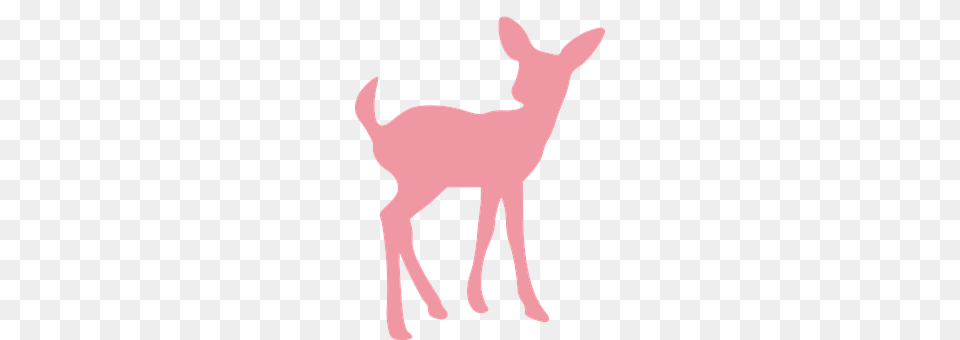 Deer Animal, Mammal, Wildlife, Kangaroo Free Transparent Png