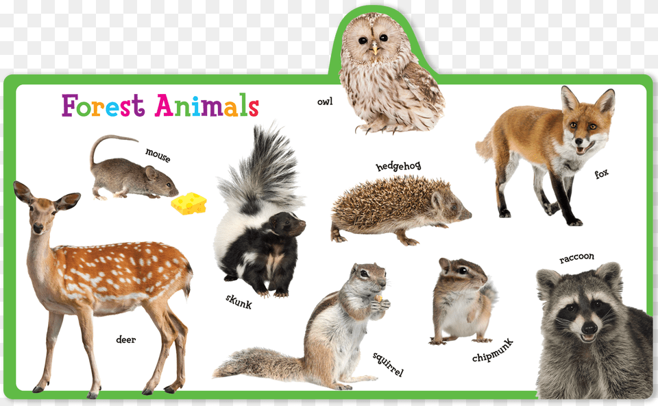 Deer, Animal, Mammal, Wildlife, Antelope Png Image