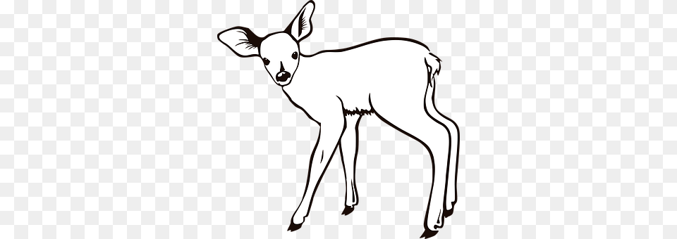 Deer Animal, Mammal, Wildlife, Livestock Png Image