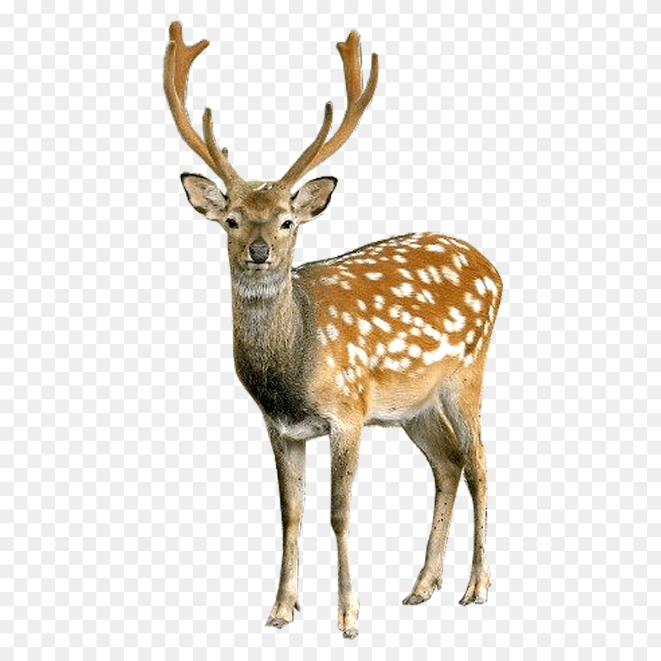 Deer, Animal, Antelope, Mammal, Wildlife Free Transparent Png