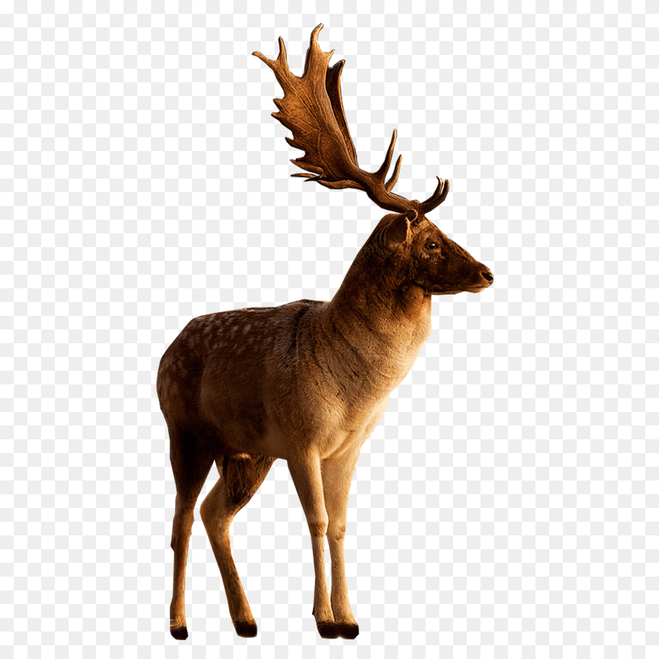 Deer, Animal, Mammal, Wildlife, Antelope Free Png