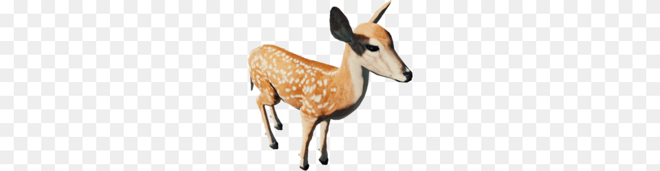 Deer, Animal, Mammal, Wildlife, Antelope Free Png