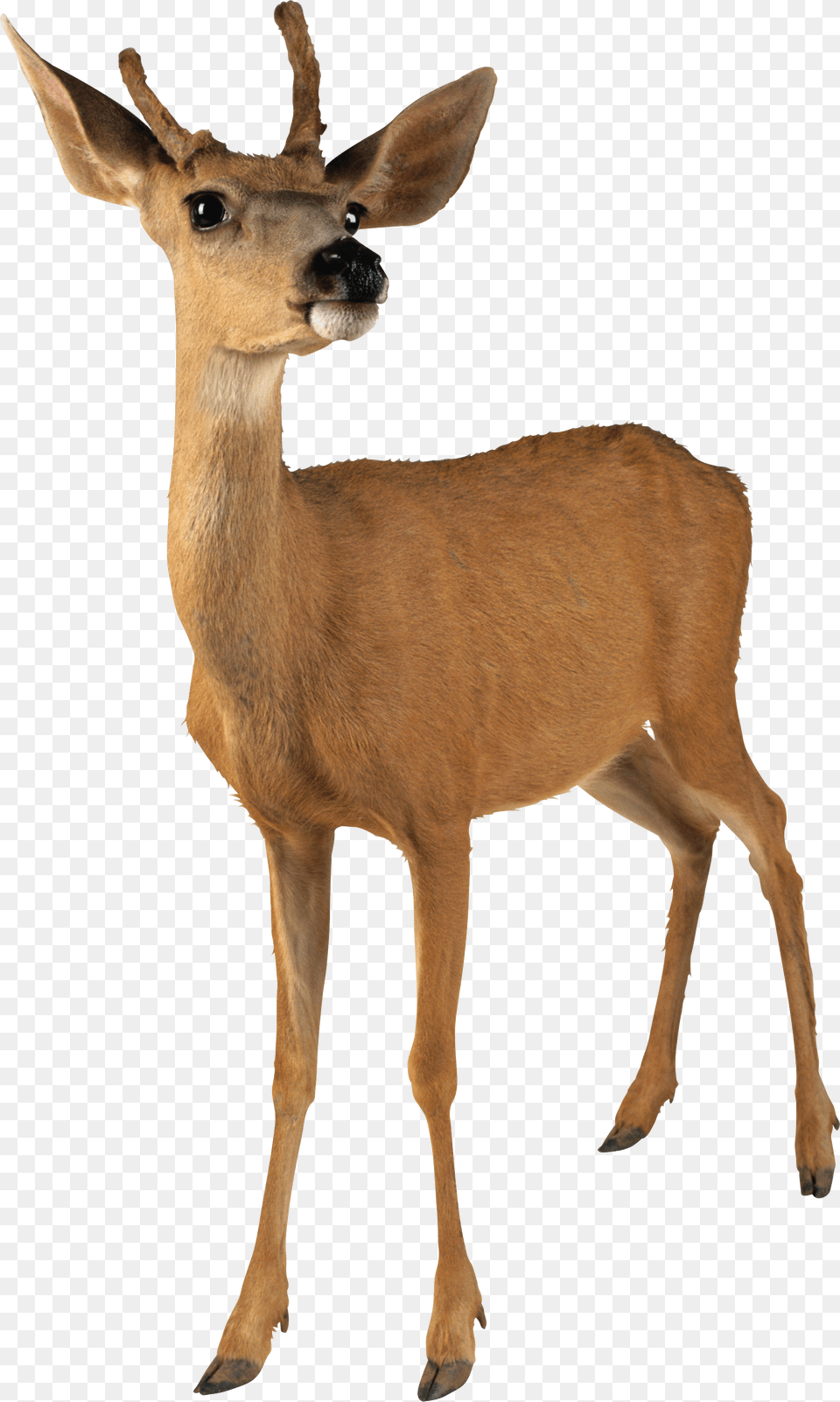 Deer, Animal, Mammal, Wildlife, Antelope Free Png