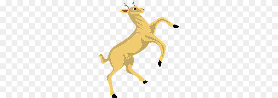 Deer Animal, Mammal, Wildlife, Kangaroo Png Image