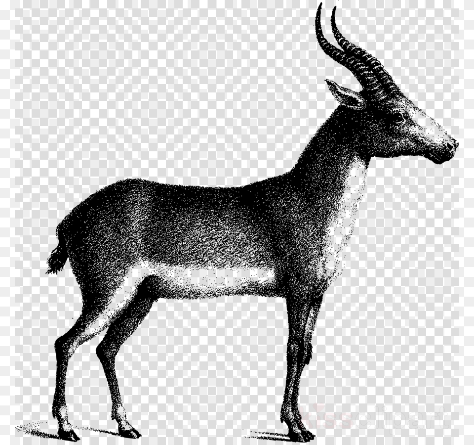 Deer, Animal, Antelope, Impala, Mammal Png