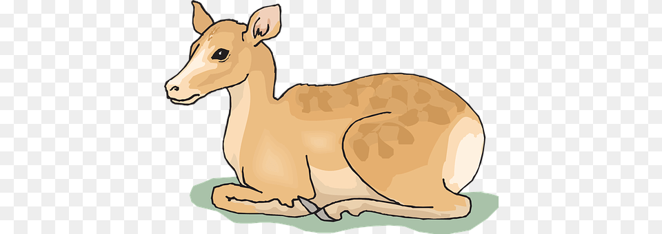 Deer Animal, Mammal, Wildlife, Canine Png