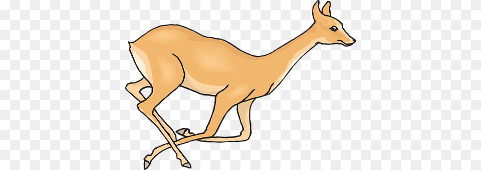 Deer Animal, Antelope, Impala, Mammal Free Png Download