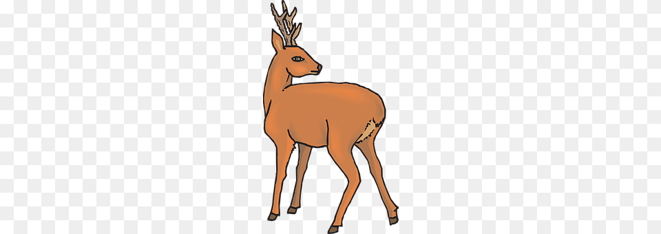 Deer Animal, Mammal, Wildlife, Antelope Png Image