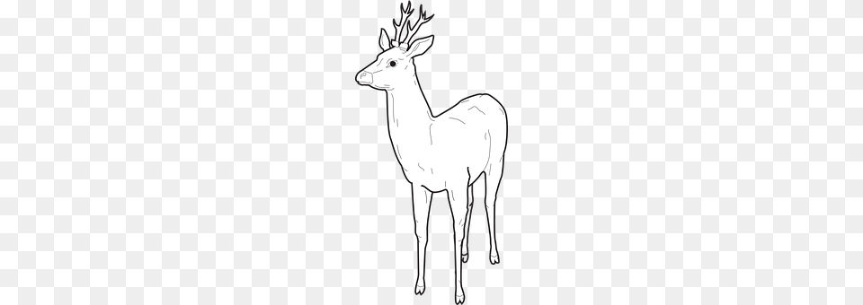 Deer Animal, Wildlife, Mammal, Antelope Png Image