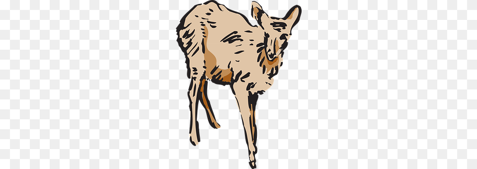 Deer Person, Animal, Mammal, Coyote Free Png Download