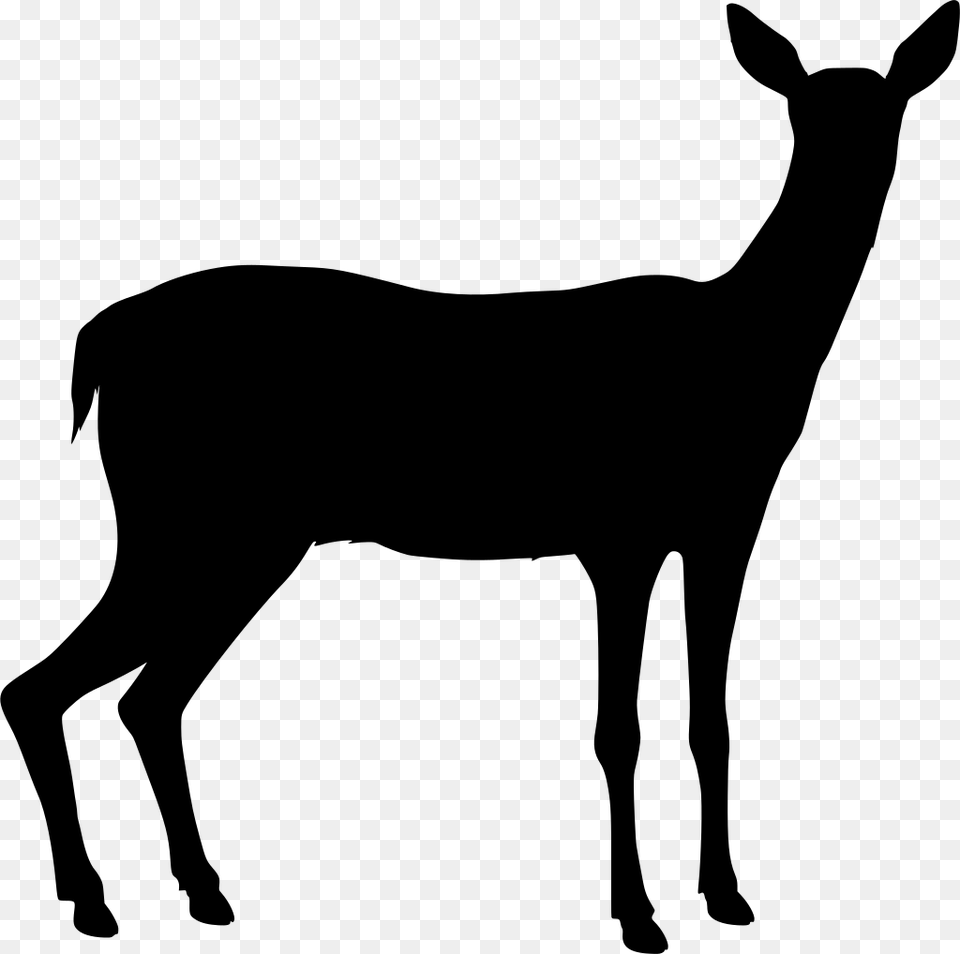 Deer, Gray Free Png Download