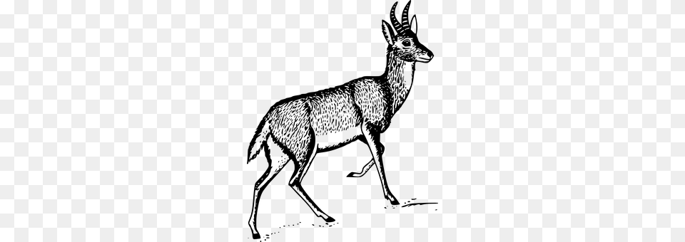 Deer Gray Free Png Download